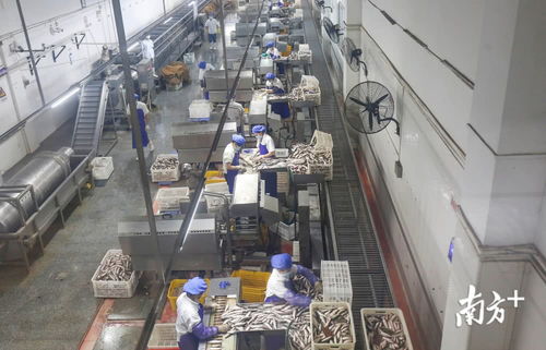 鯪魚罐頭銷量逆勢增長，中山出口食品企業全面復工助力食品銷售回暖